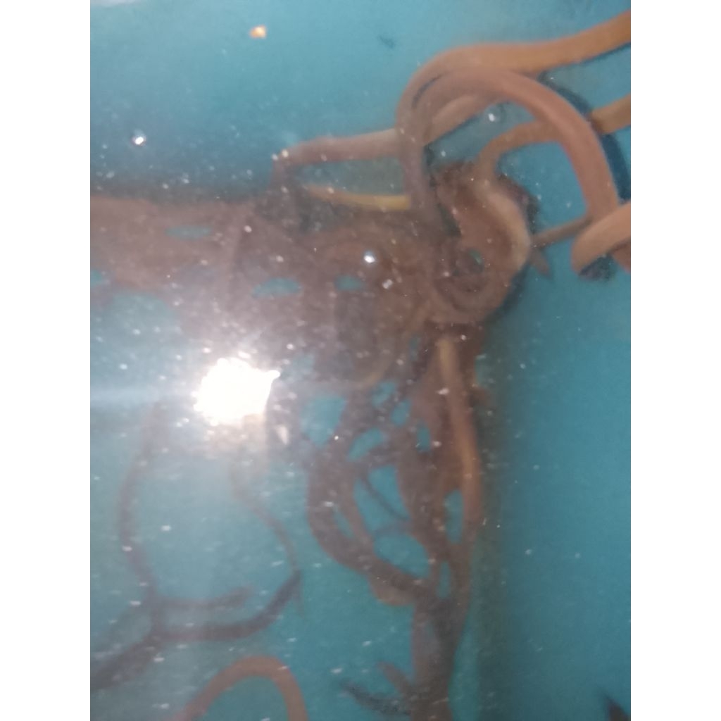 Bibit ikan sidat ± 10 gram siap tumbuh aquarium kolam terpal bisa