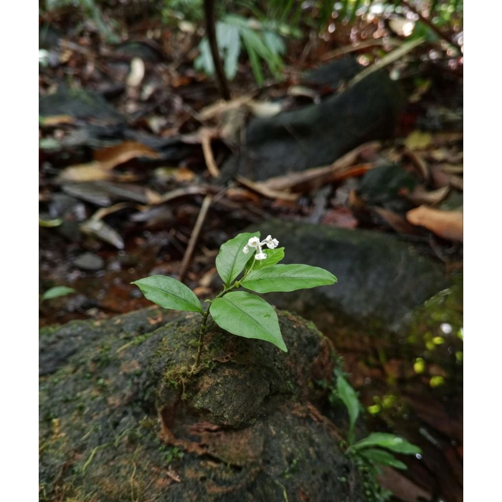 ardisia stabilo