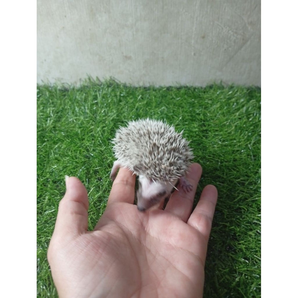 Landak Mini Anakan
