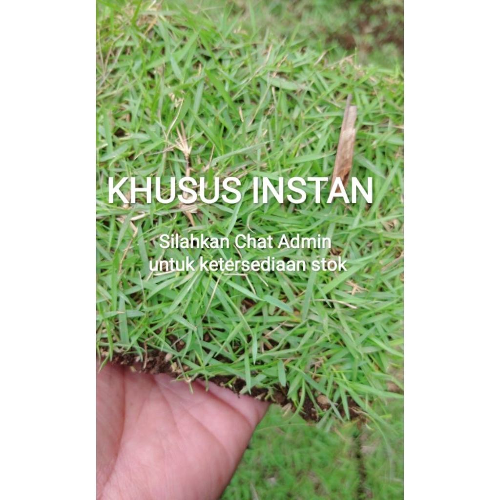 40 PCS (1 METER) RUMPUT JEPANG, GAJAH MINI HIDUP 13-15 CM UNTUK TAMAN DAN MAKAM