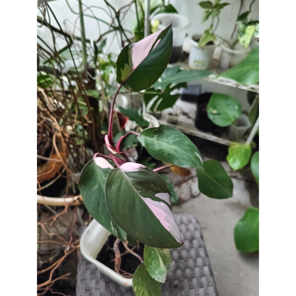 philodendron pink princess black cherry