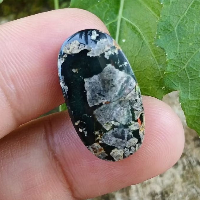pirus persia hitam