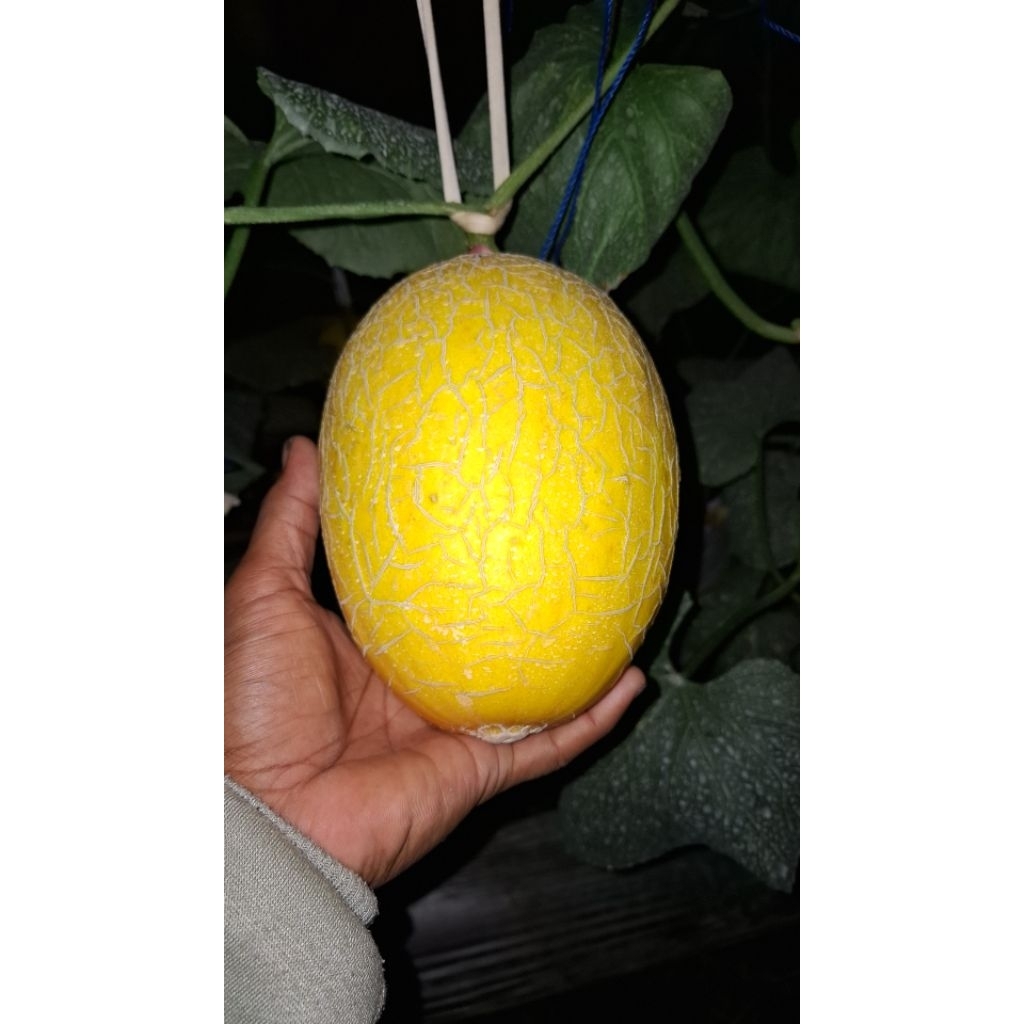 BUAH MELON PREMIUM SWEET LAVENDER
