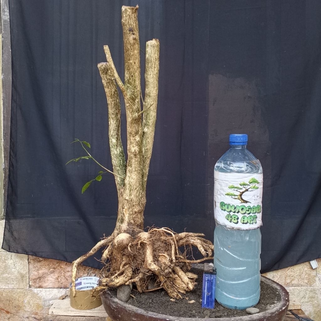 Bahan Bonsai Kemuning Jepang Formal Batang Gruping Medium Size Real Pict