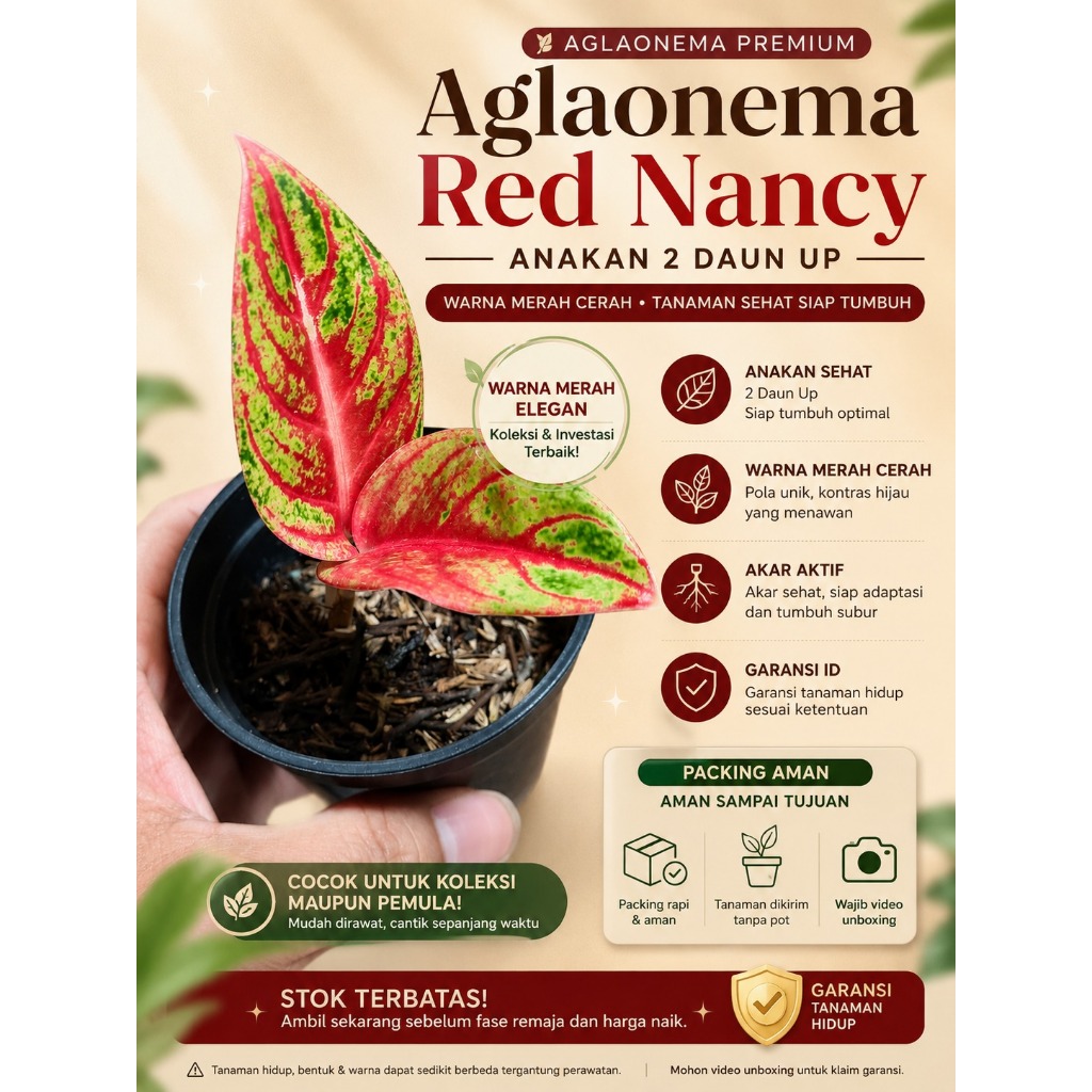 Aglaonema Red Nancy | Anakan  | Daun 2/ 2 Up | Tanaman Sehat | Warranty ID |