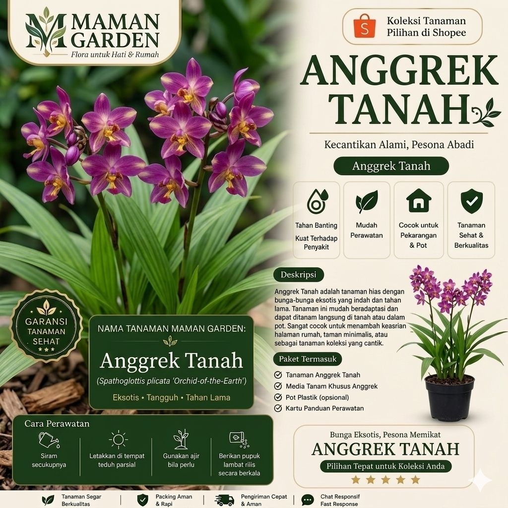 anggrek tanah bunga pink/tanaman hias anggrek tanah/bibit anggrek tanah
