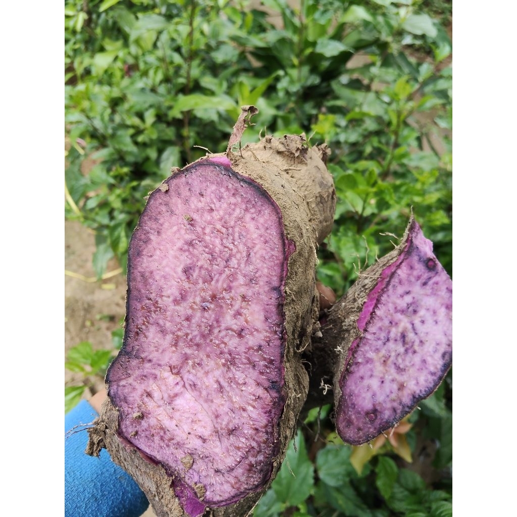 umbi uwi ungu pulen manis