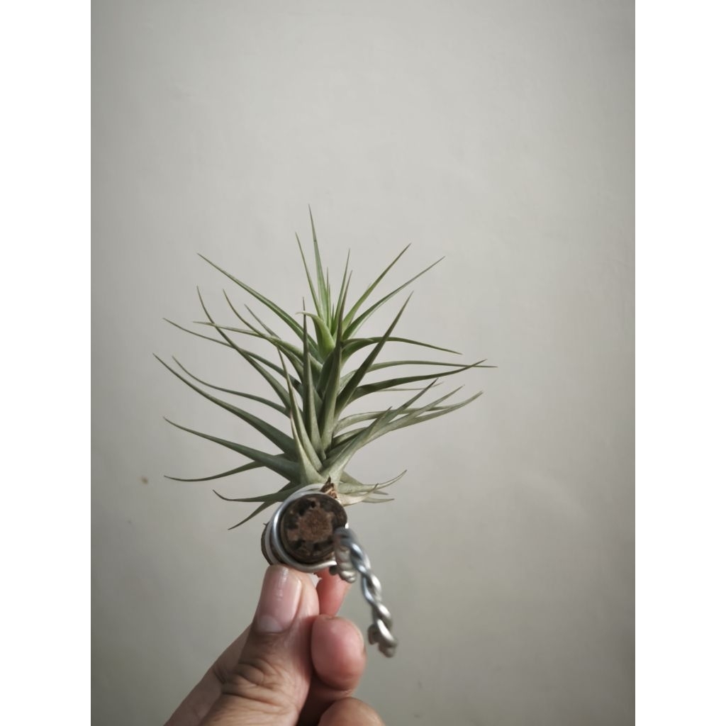 Tillandsia Bergeri - Tanaman Hias - Air Plant