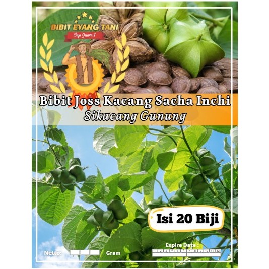 Bibit Joss Kacang Sacha Inchi Sikacang Gunung | Biji Benih Kacang Sacha Inchi Sikacang Gunung | Kaca