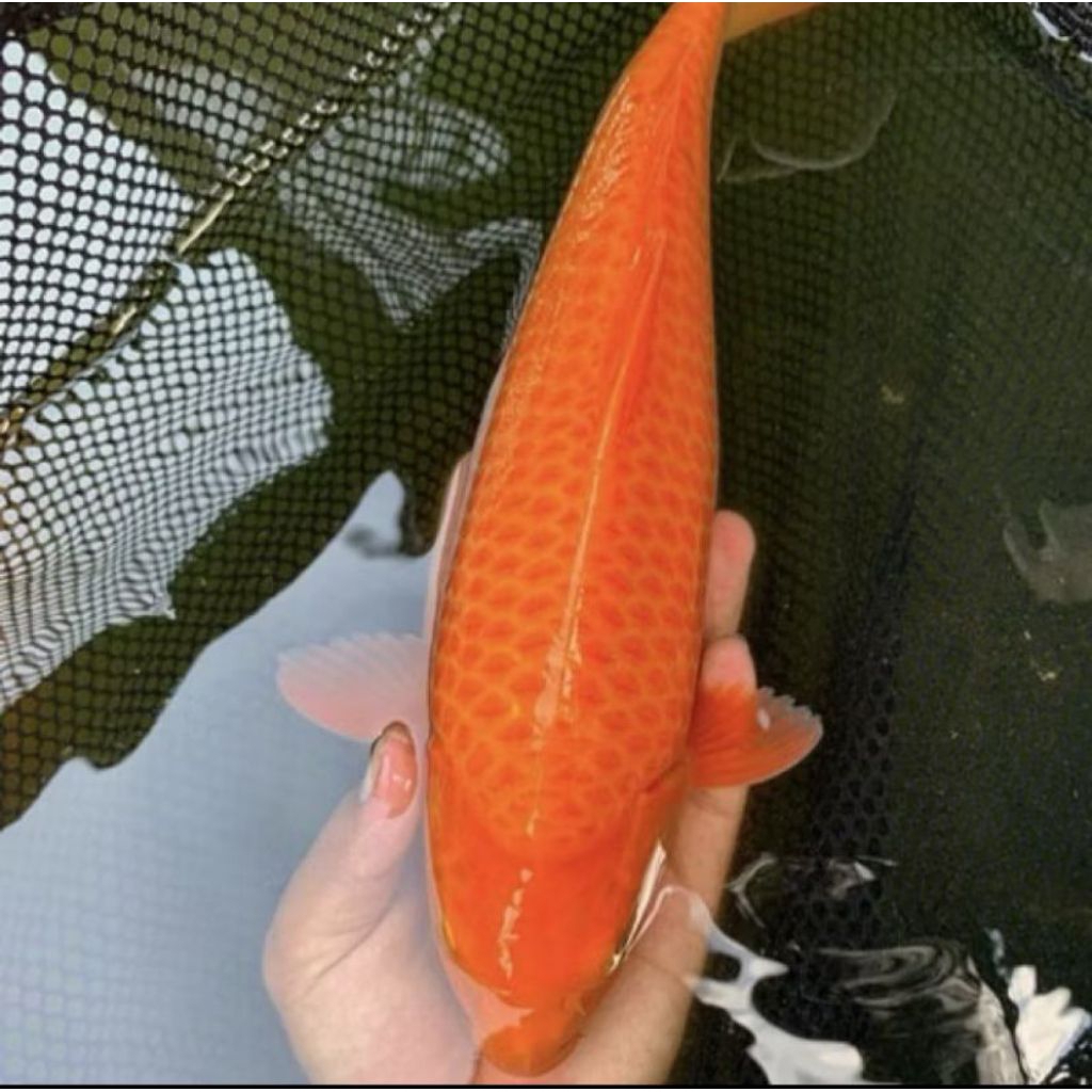 Koi benigoi penjinak size 30-35cm blitar grade A