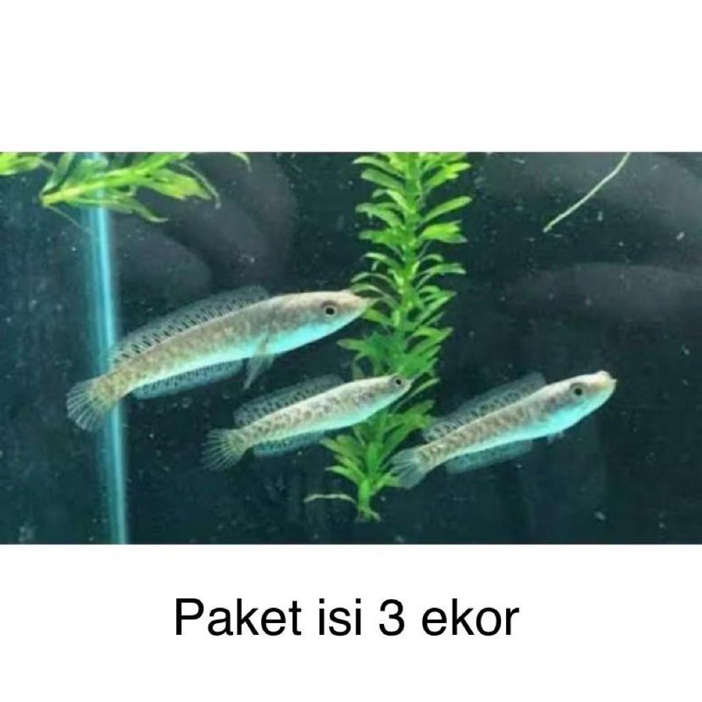 pkt 3ekr beby ikan chana auranti kualitas terbaik sz 3-6cm