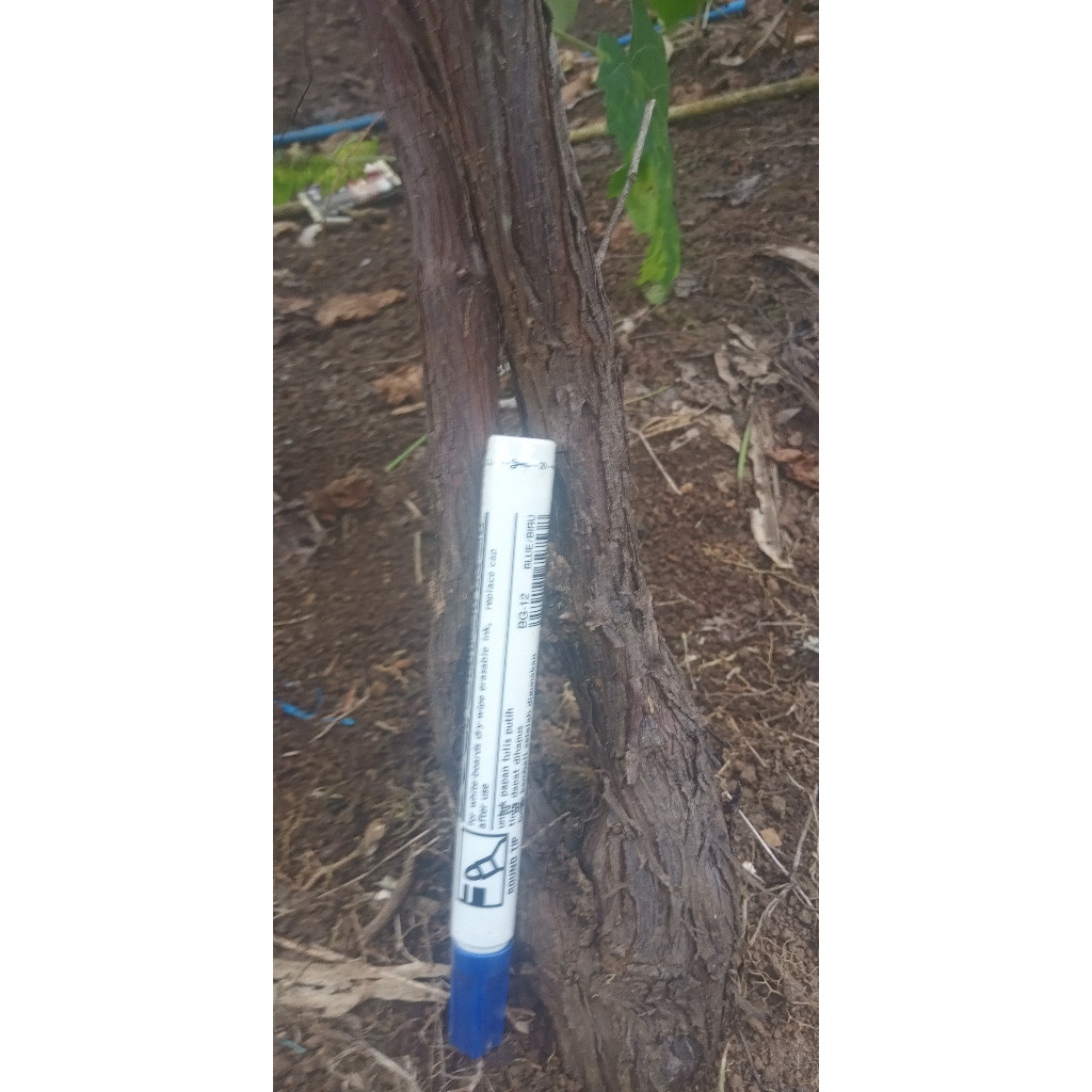 Fresh  cutting  IAC 572  jales per 1 kg