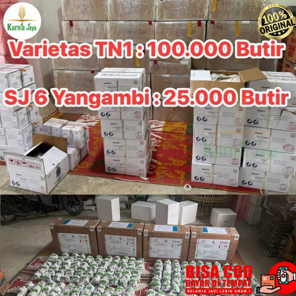 Bibit Kecambah Kelapa Sawit Unggul TN 1, Yangambi, Sriwijaya 6 - Isi 250 Butir Bersertifikat Resmi