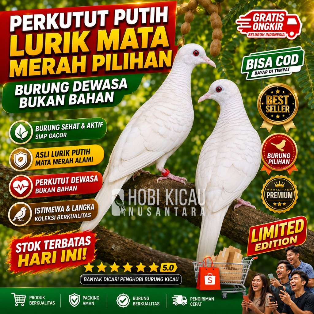 perkutut putih lurik. mata merah dewasa sudah bunyi