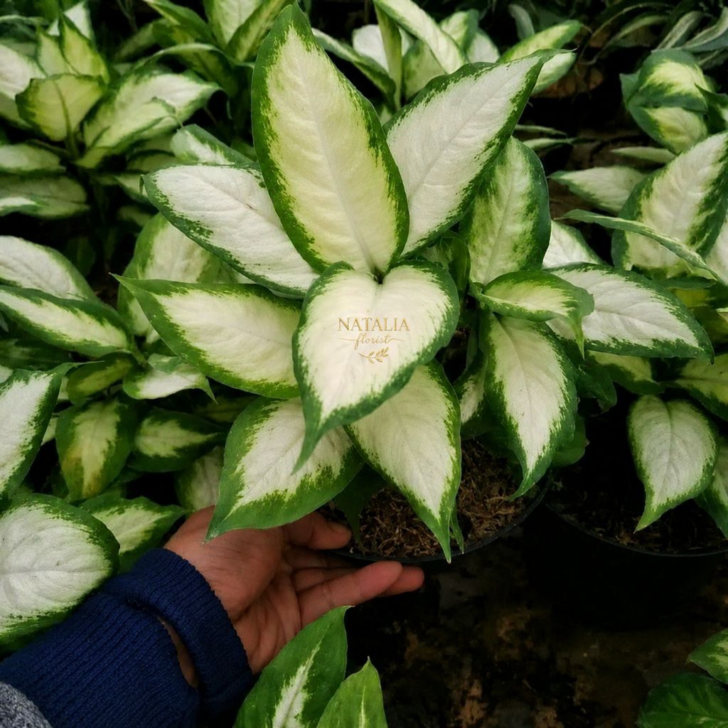 Aglonema Diven Tisu Golden Tanaman Cantik Untuk Dekorasi Indoor Atau Outdoor