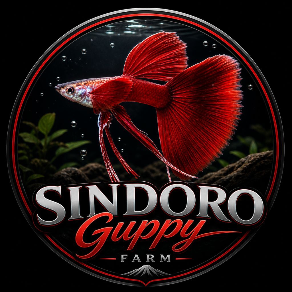 hiasan aquarium Guppy rijek/bukan cendolan