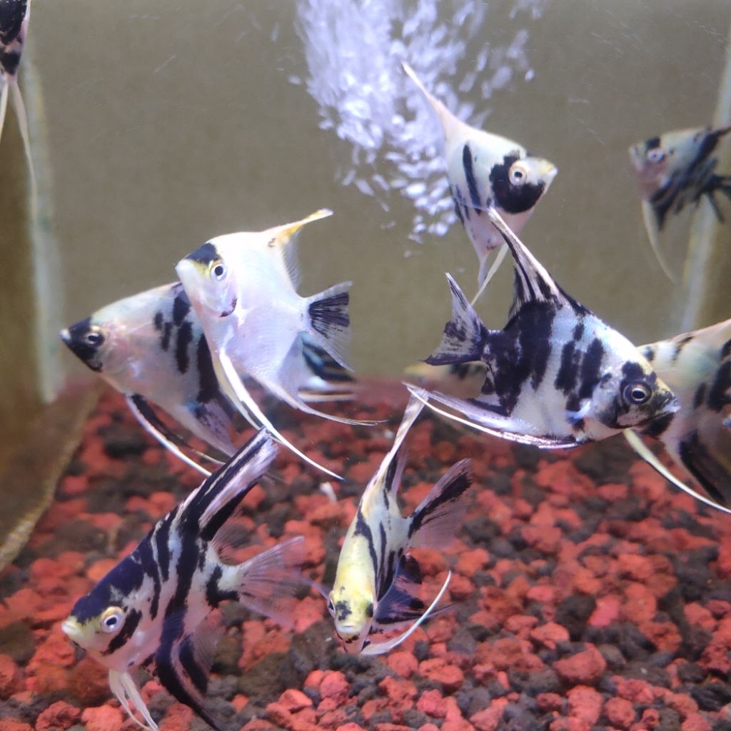ikan hias manfish ikan sehat&aktif (pembelian sepasang)
