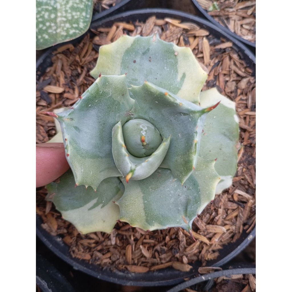 Agave Shoji raijin parigata pinggir