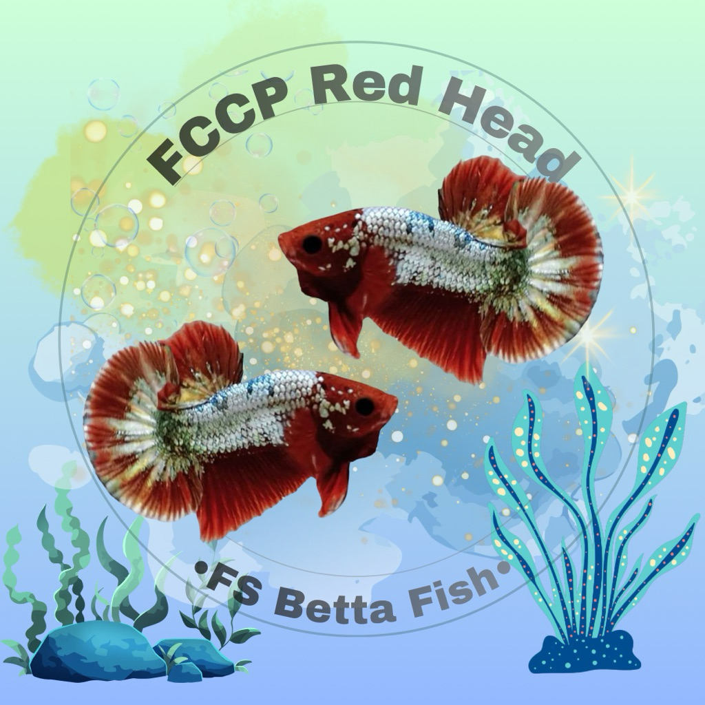 Plakat FCCP Red Head| TOP GRADE| BEST SELLER
