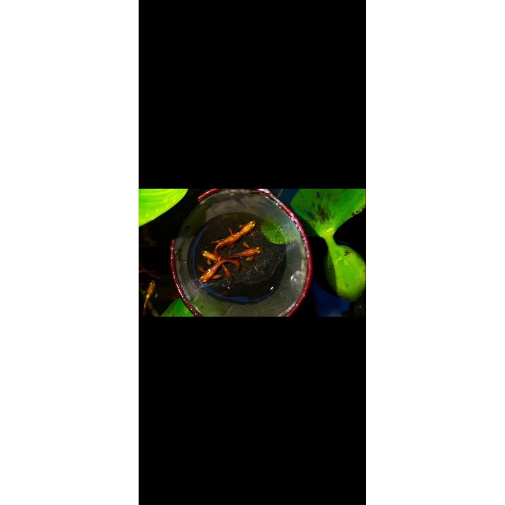 Ikan Guppy Albino red tuxedo BE