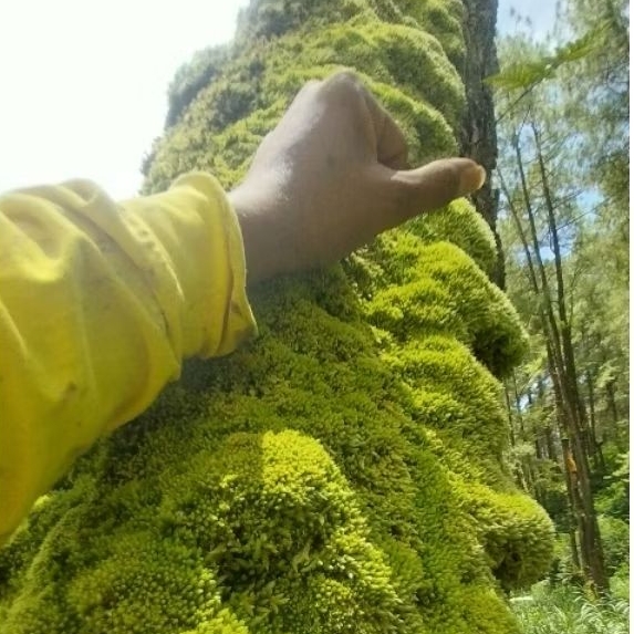 TOPING LUMUT GROSIR SATUAN PROMO KARUNG JUMBO 30KG LUMUT PINUS HIDUP BERSIH