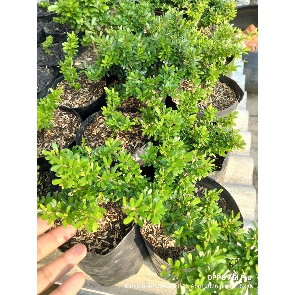 Saeng Simbur Super Micro Vietnam