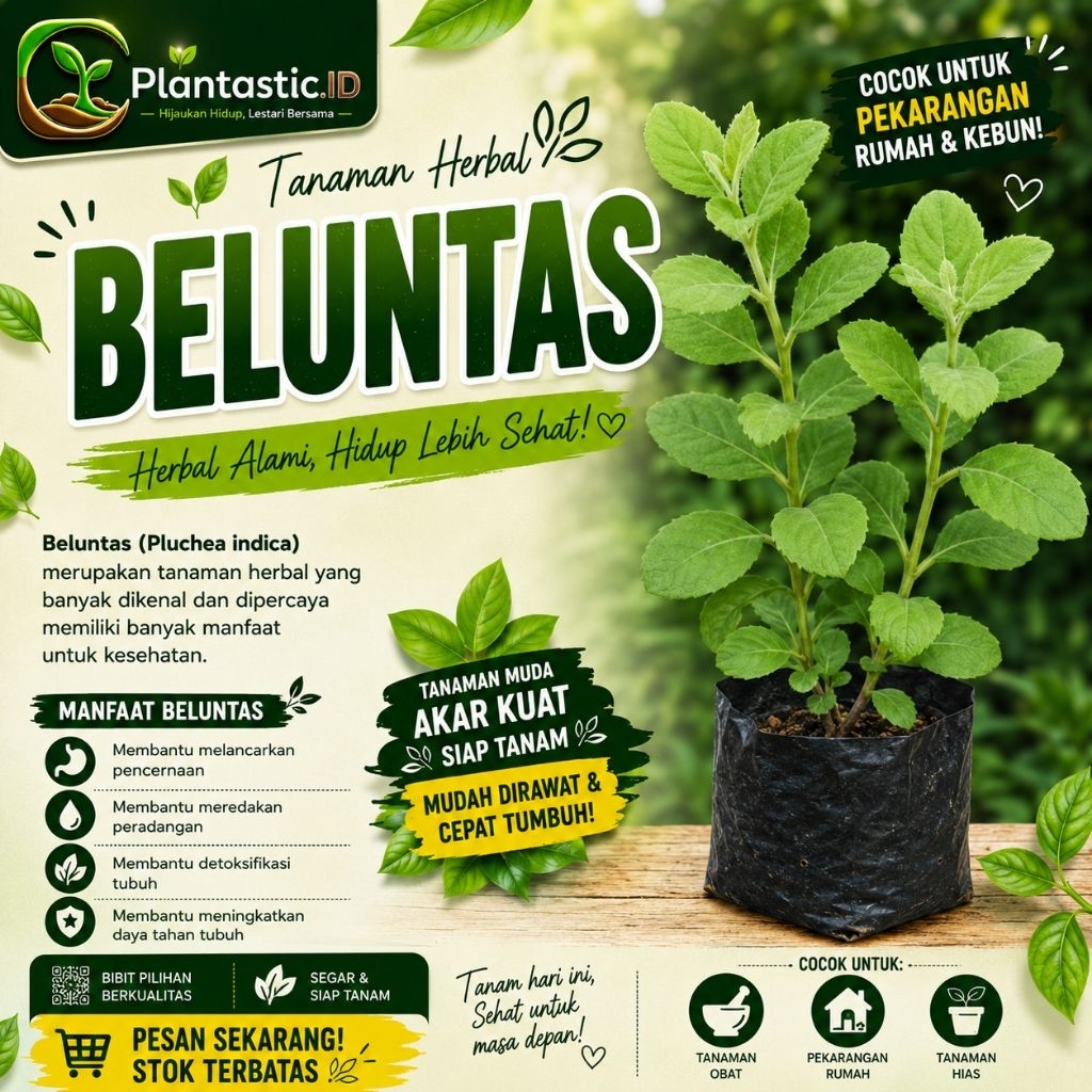 Tanaman Beluntas Hidup – Tanaman Pagar & Herbal Alami
