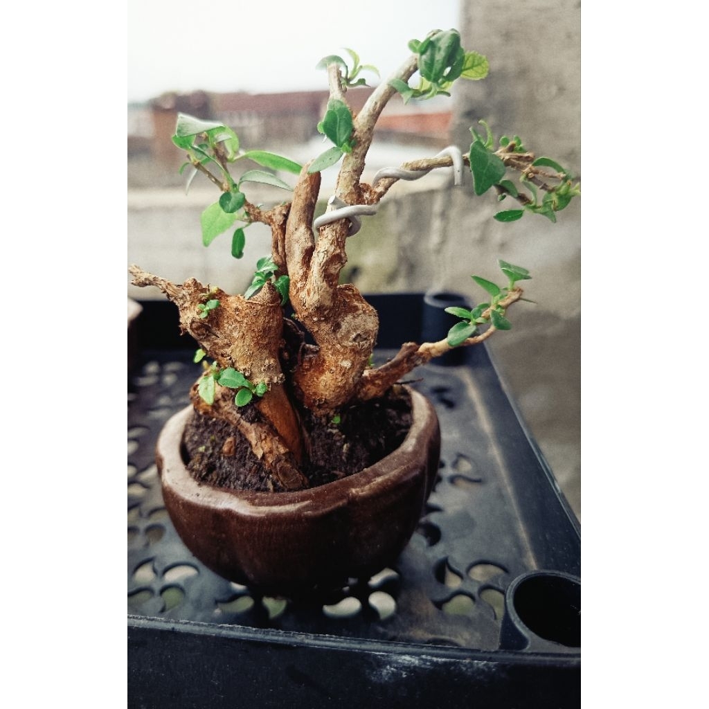 Bonsai shito wahong Gunung pot keramik