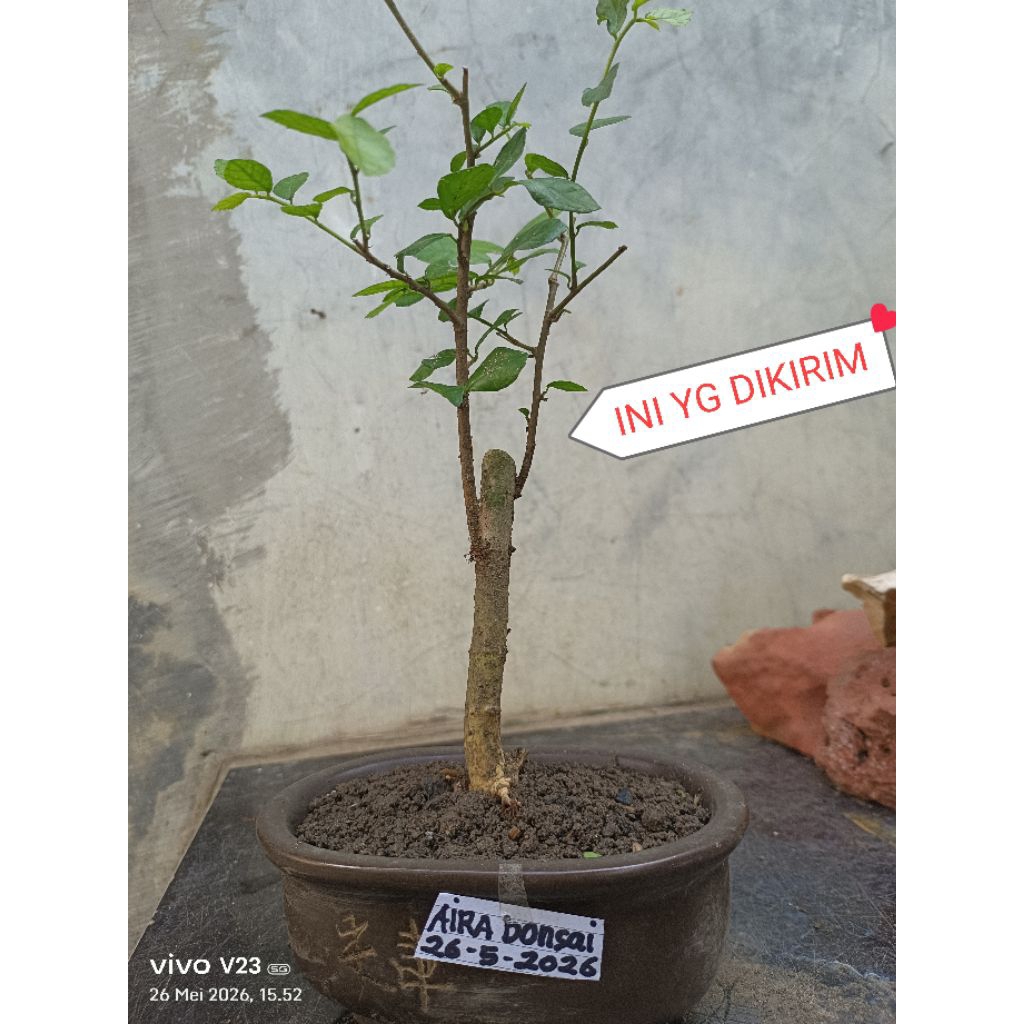 bahan bonsai serut kondisi hidup