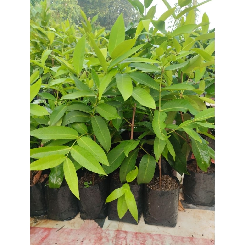 bibit jambu air Madu deli hijau cangkok