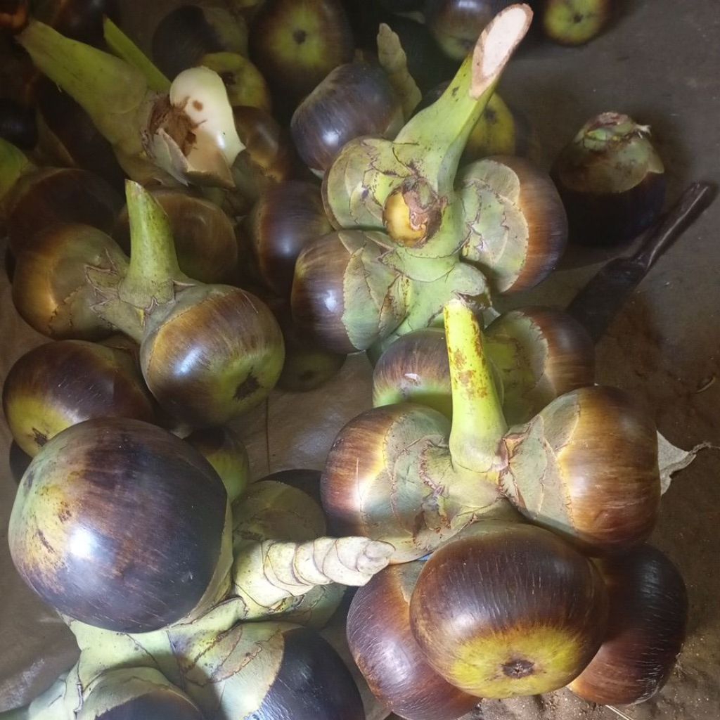 Siwalan asli madura