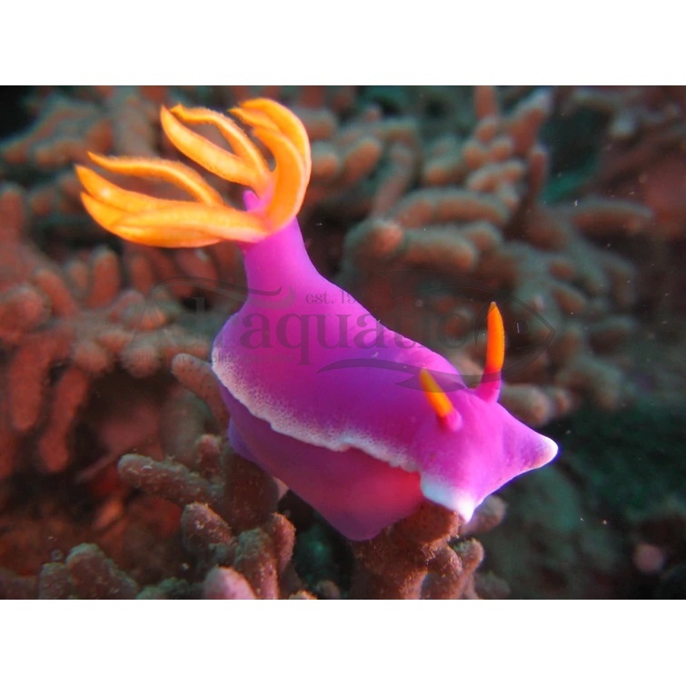 Lintah Kelinci Air Laut pink