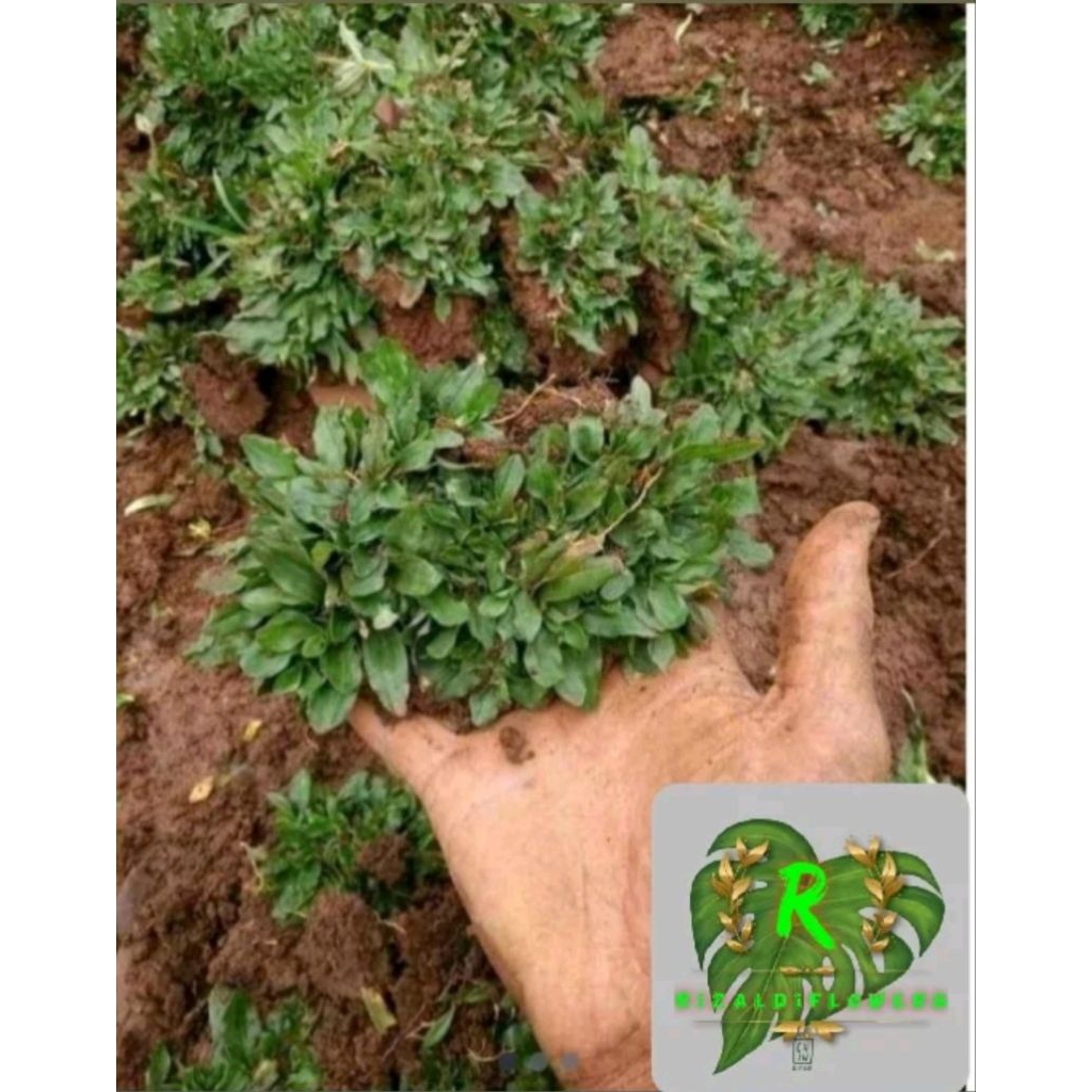 Rumput Gajah Mini - Gajah Mini - 1 METER