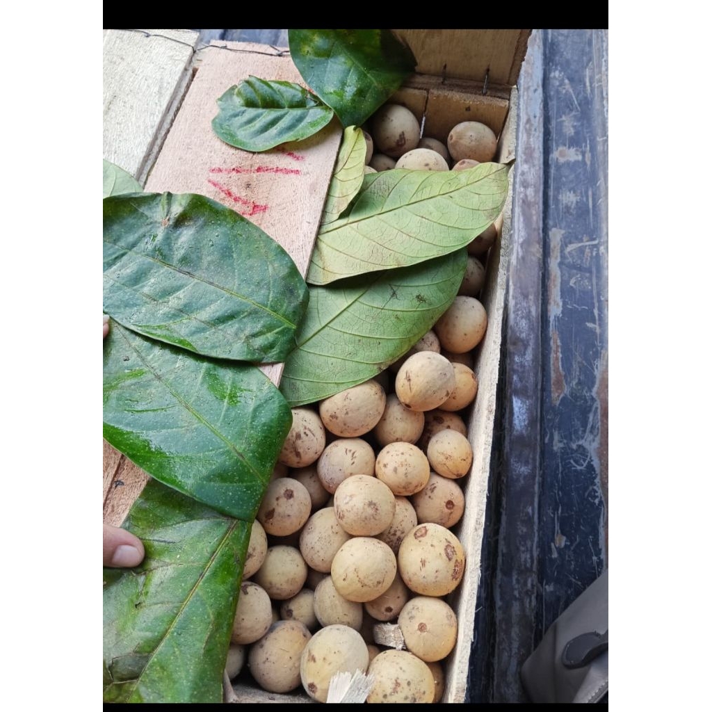 Duku PALEMBANG segar fresh manis