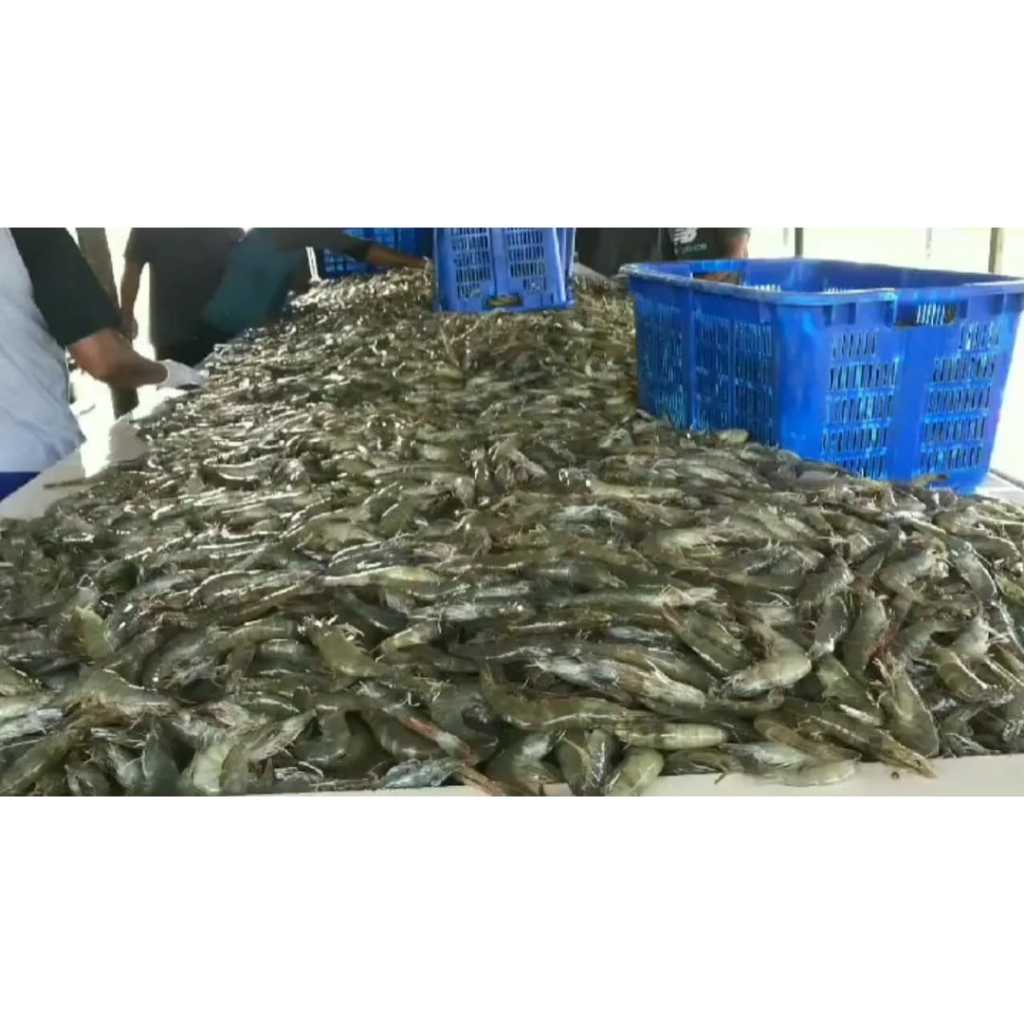 PROMO Udang Vaname fresh frozen Size 40,60,100