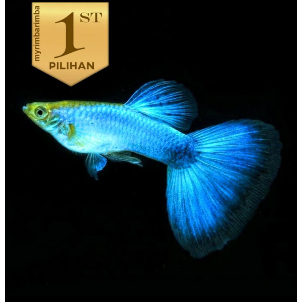 Guppy Blue Moscow Jantan Ikan Hias Aquascape Hiasan Aquarium Tanaman