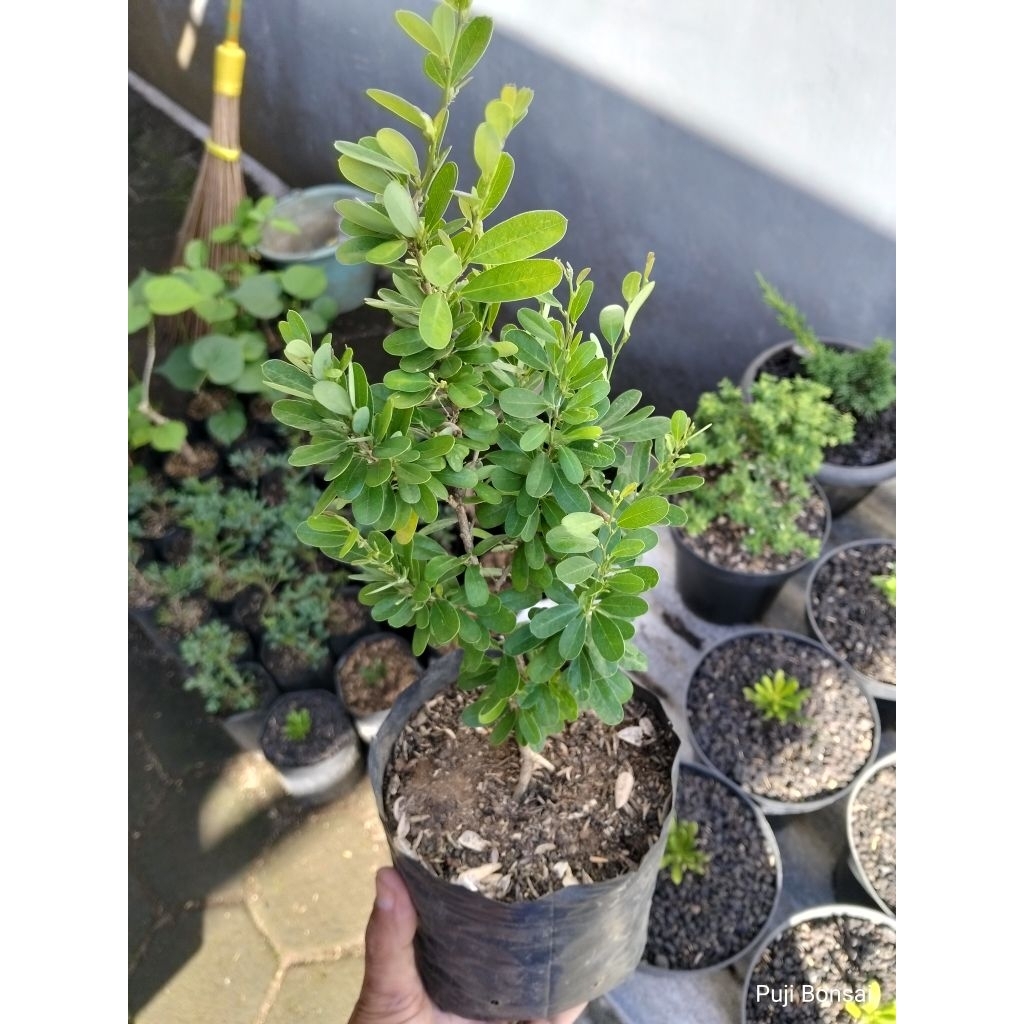 Saeng Simbur Vietnam Daun Bulat Tanpa Duri