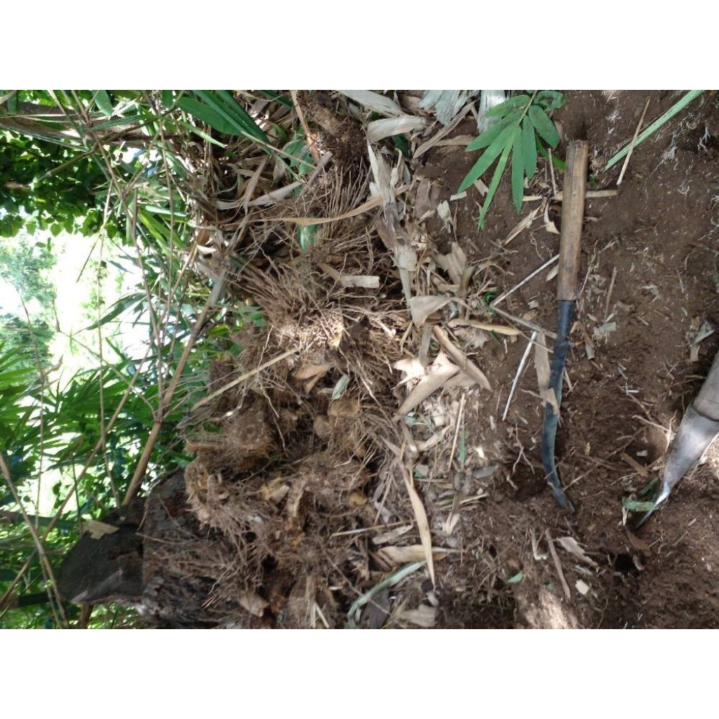 Akar Bambu Media PGPR kemasan 250g
