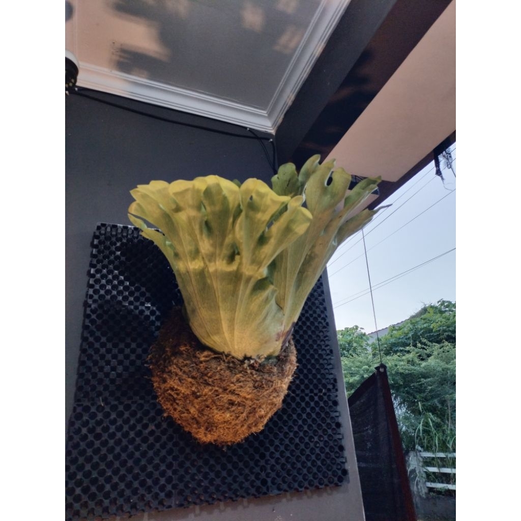 Platycerium Wandae REAL Jumbo