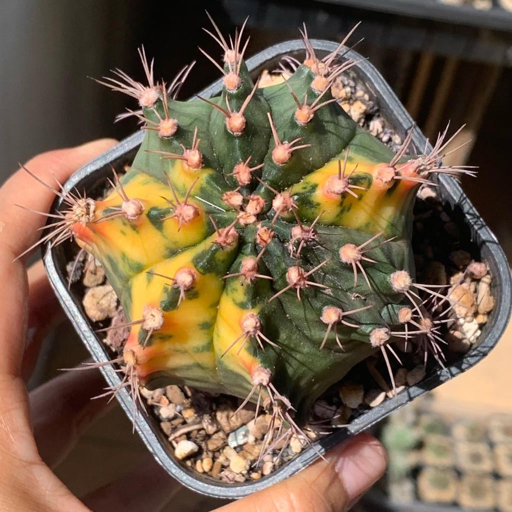 jo1 Gymno Miha Hybrid Var ( kaktus gymnocalycium mihanovichii varigata kaktus belajar tanaman hias h