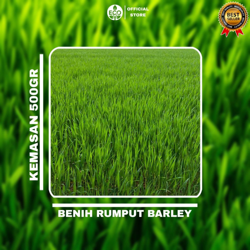 PROMO BENIH RUMPUT BARLEY BENIH RUMPUT PAKAN TERNAK