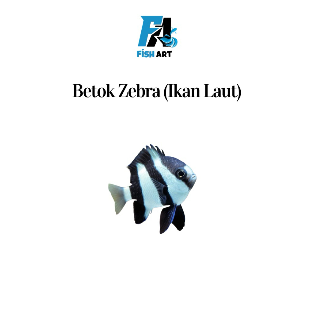Ikan Laut Betok Zebra | Betok Belang Empat | Blacktail Humbug