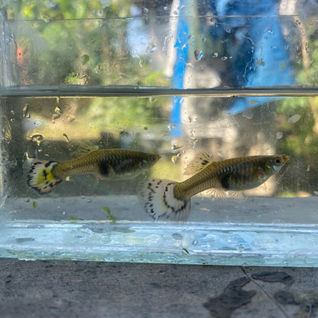 Indukan Guppy Betina Sehat Siap Breeding Aktif Produktif