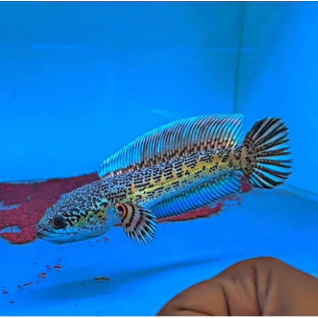 Auranti Macullata cb 3-6 cm terbaik + pakan