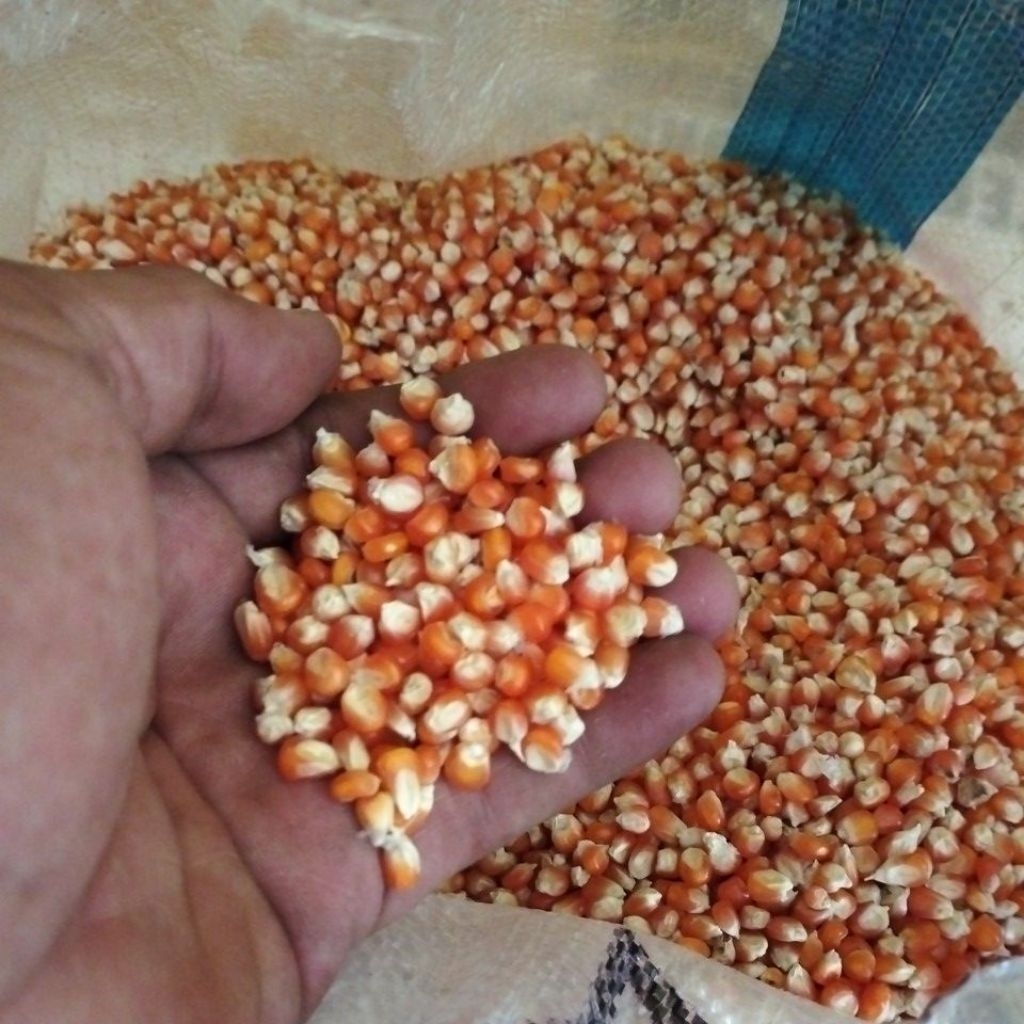 Jagung Kecil 25 Kg, Jagung Kecil Untuk Burung Merpati Kualitas Bagus Bersih