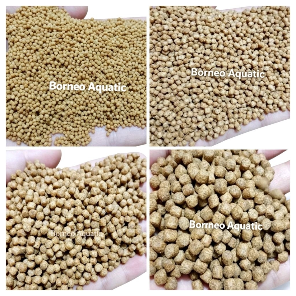 PAKAN SINTA // UNTUK IKAN LELE, NILA, GURAME, PATIN, DLL ( 1 KG )