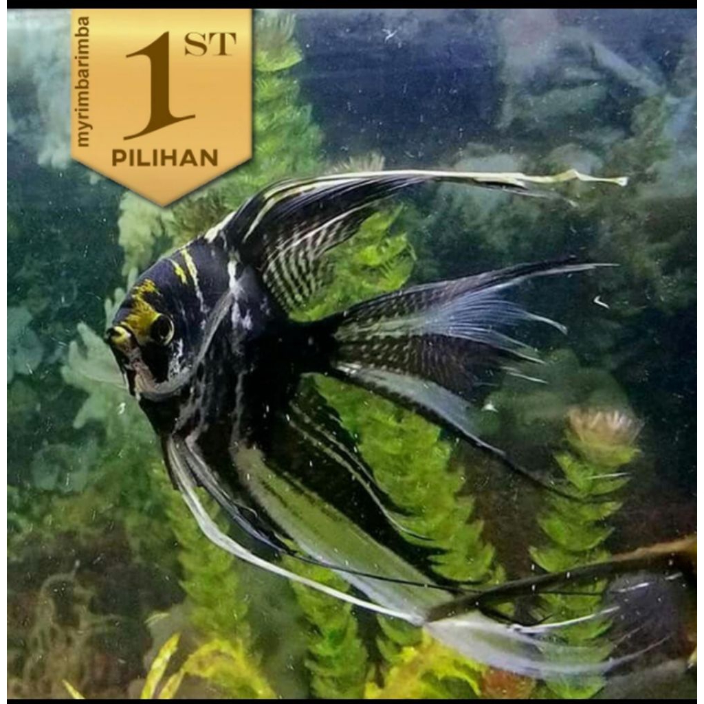 Manfish Tricolor Slayer Ikan Hias Aquascape Hiasan Aquarium Tanaman Air
