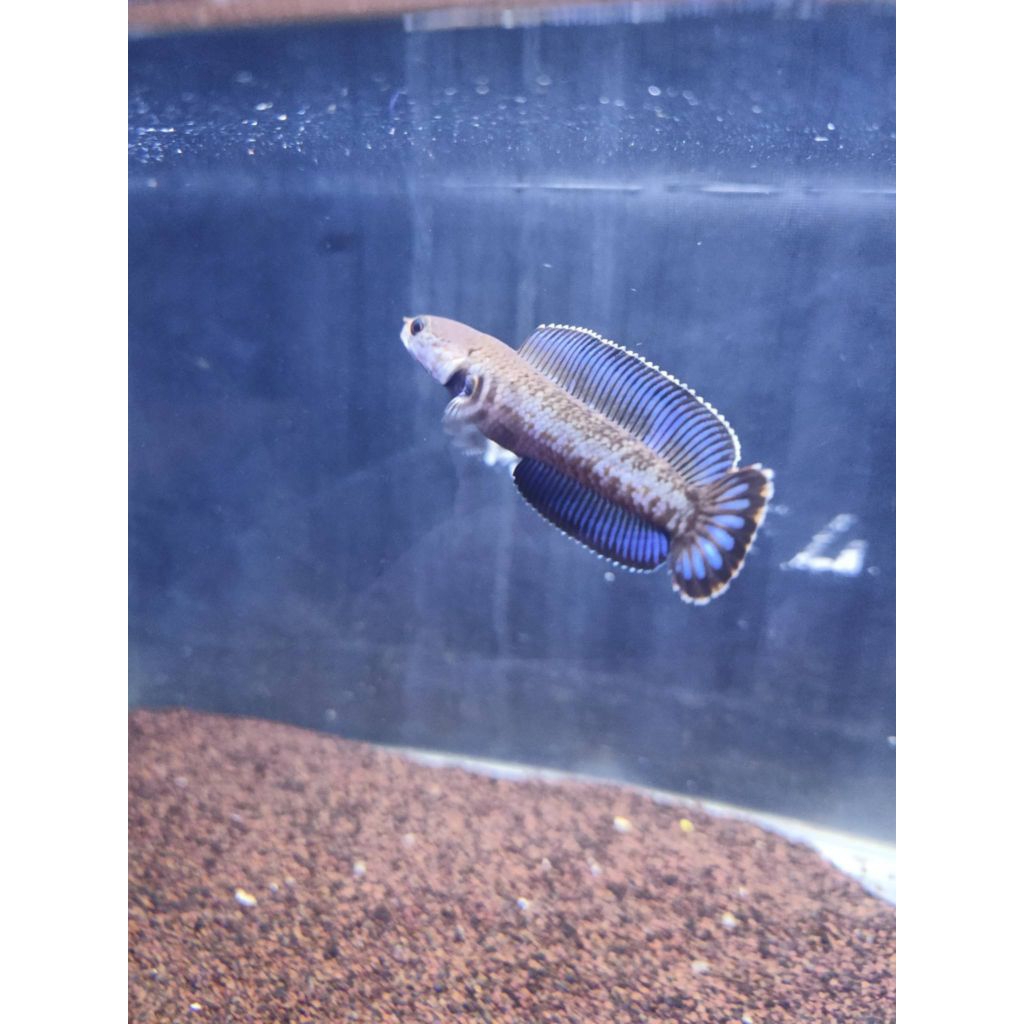 Ikan Channa Andrao Gondrong Biru 6-10cm Garansi Kematian
