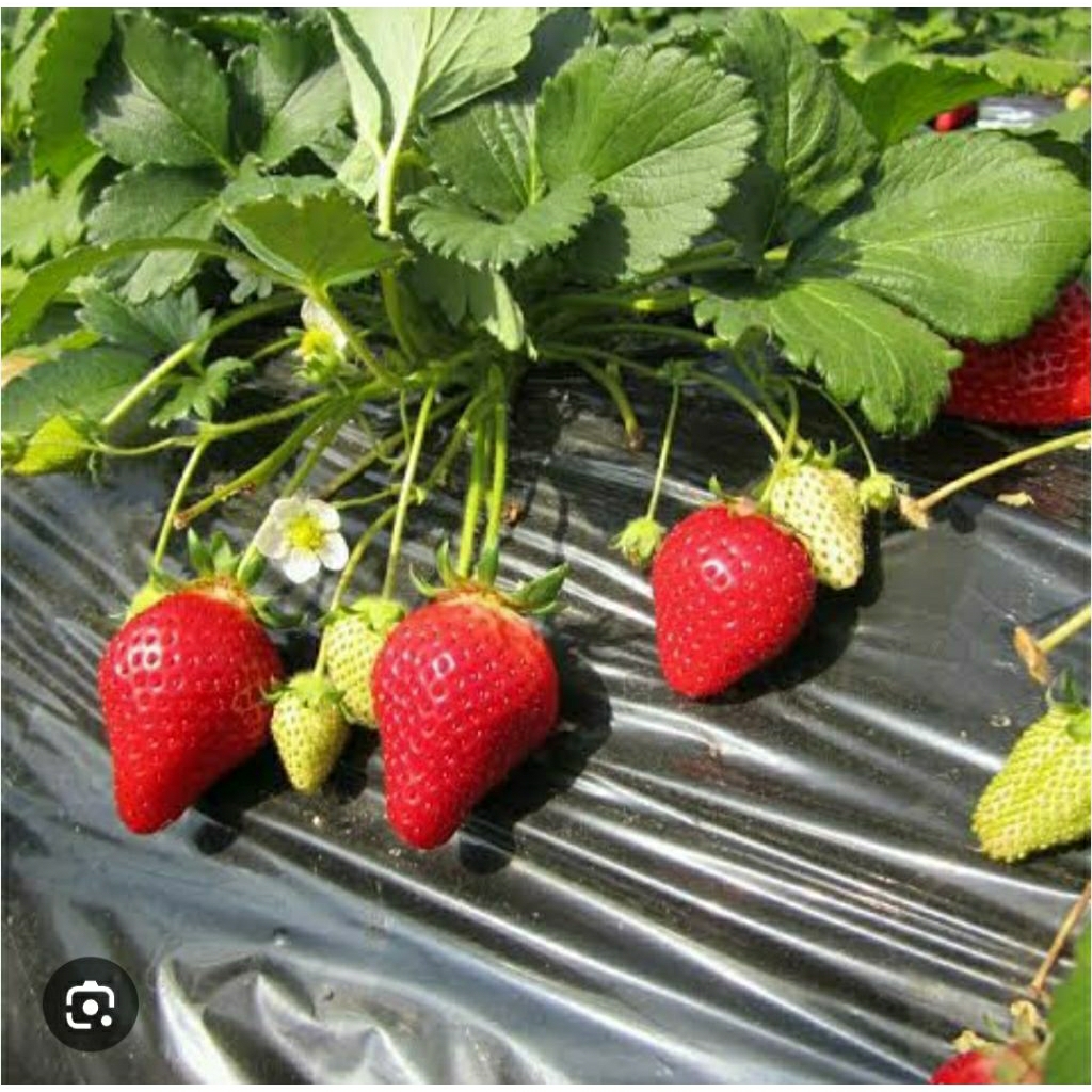 Bibit Buah Stroberi Jumbo Taiwan Berkualitas