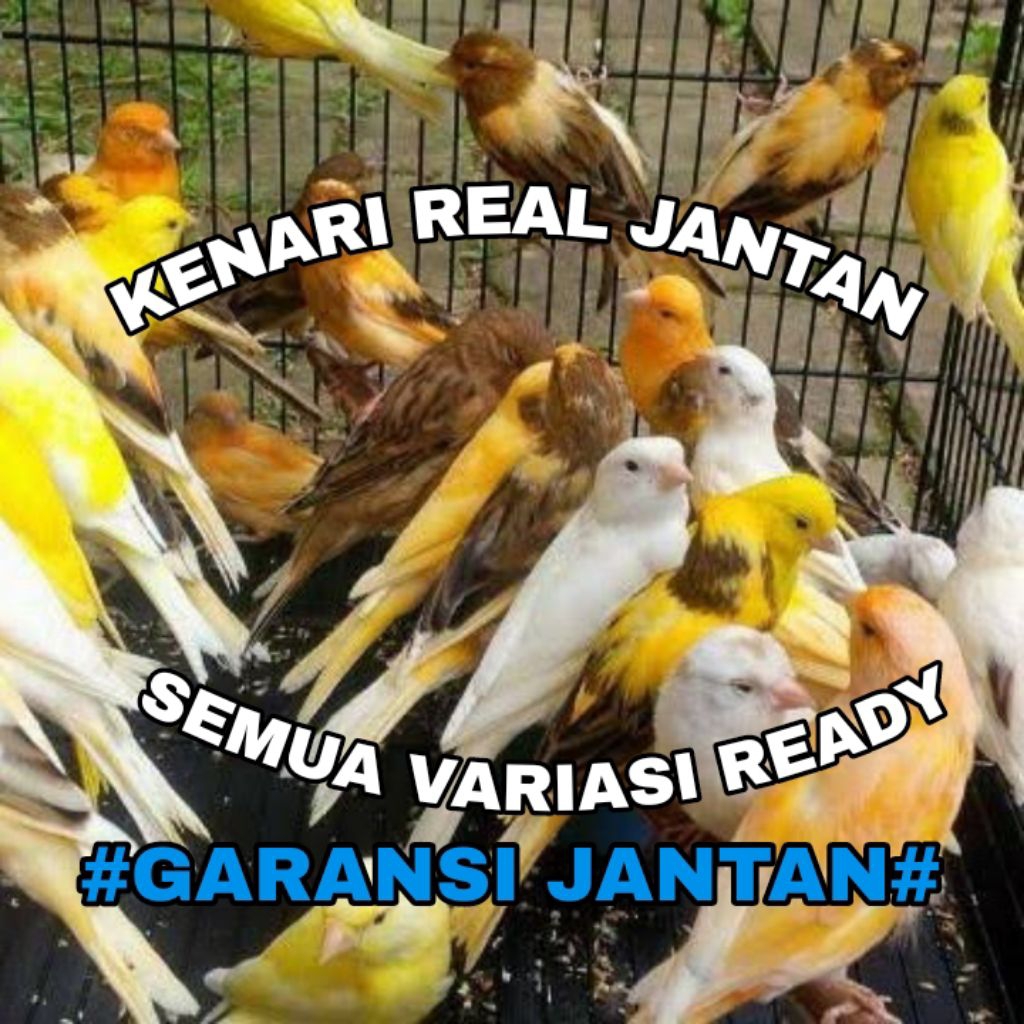 KENARI ALL VARIASI LOPER - F1YS